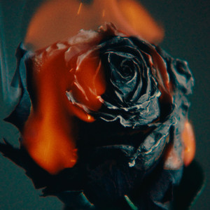 免费观看大肚子黄片
