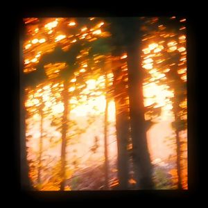 免费观看大肚子黄片
